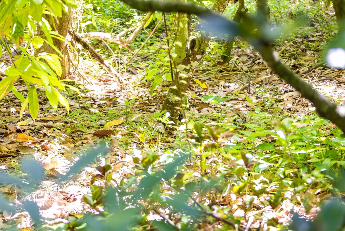 Sixth image of Union Pen in Union Hill, St. Mary, Jamaica - property is For Sale