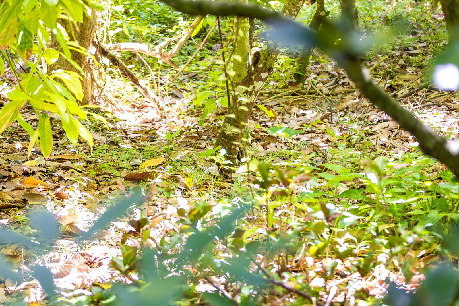 Sixth image of Union Pen in Union Hill, St. Mary, Jamaica - property is For Sale