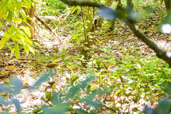 Sixth image of Union Pen in Union Hill, St. Mary, Jamaica - property is For Sale