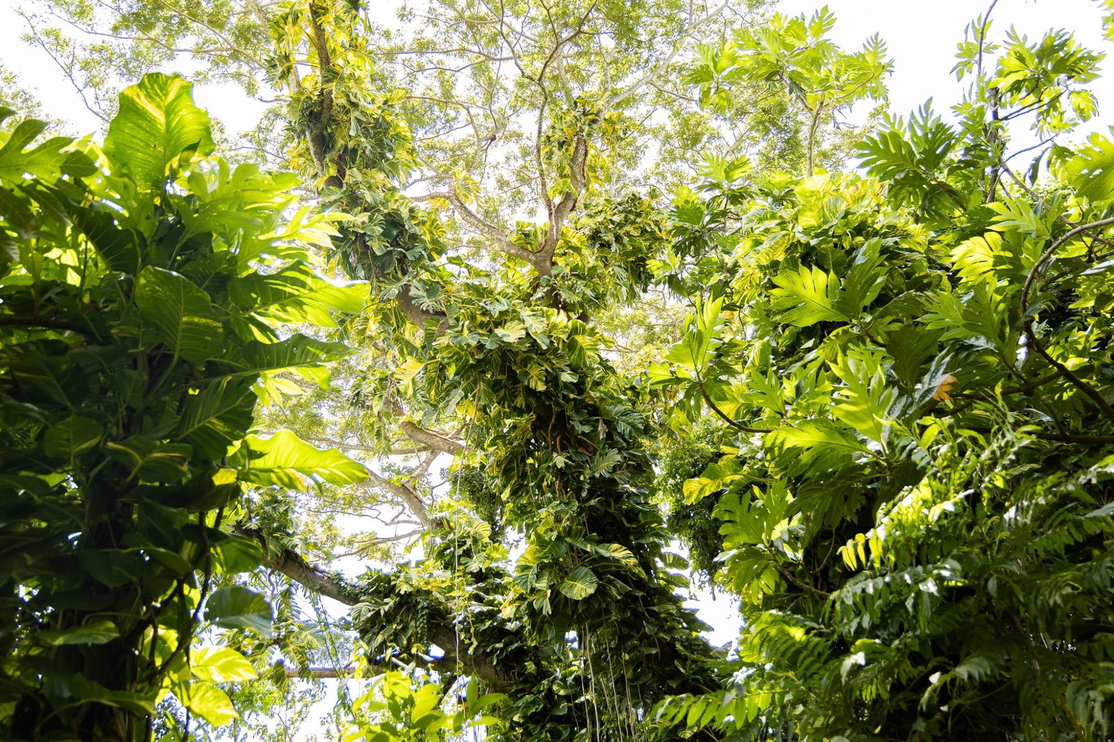 Ninth image of Union Pen in Union Hill, St. Mary, Jamaica - property is For Sale