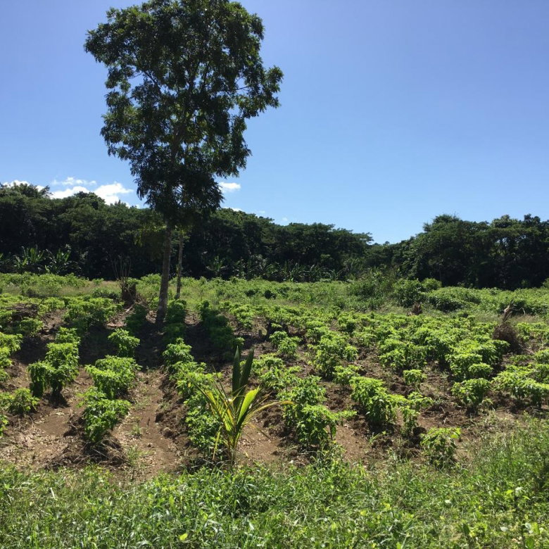First image of Rhine, Bath in Bath, St. Thomas, Jamaica - property is For Sale