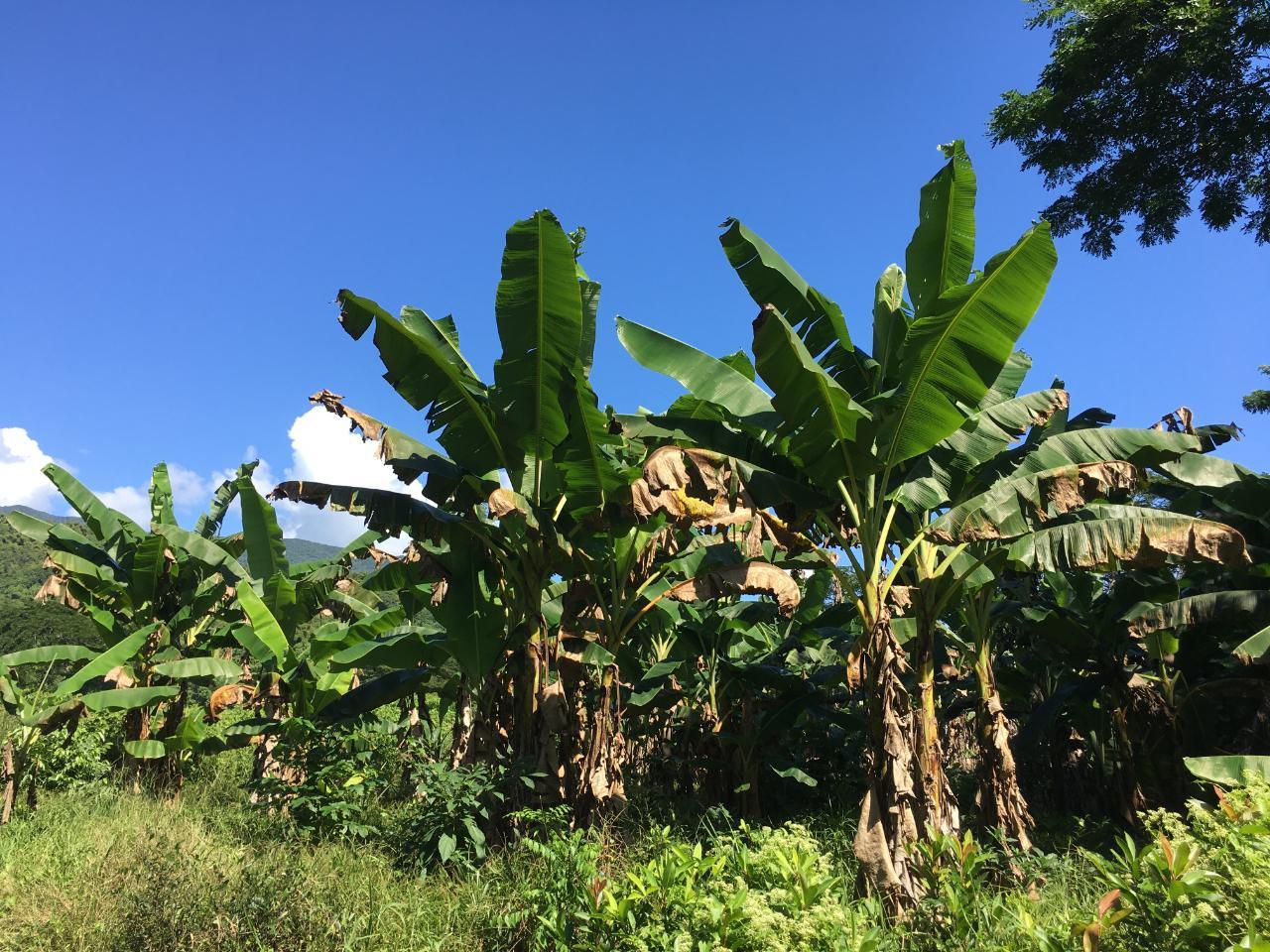 Tenth image of Rhine, Bath in Bath, St. Thomas, Jamaica - property is For Sale