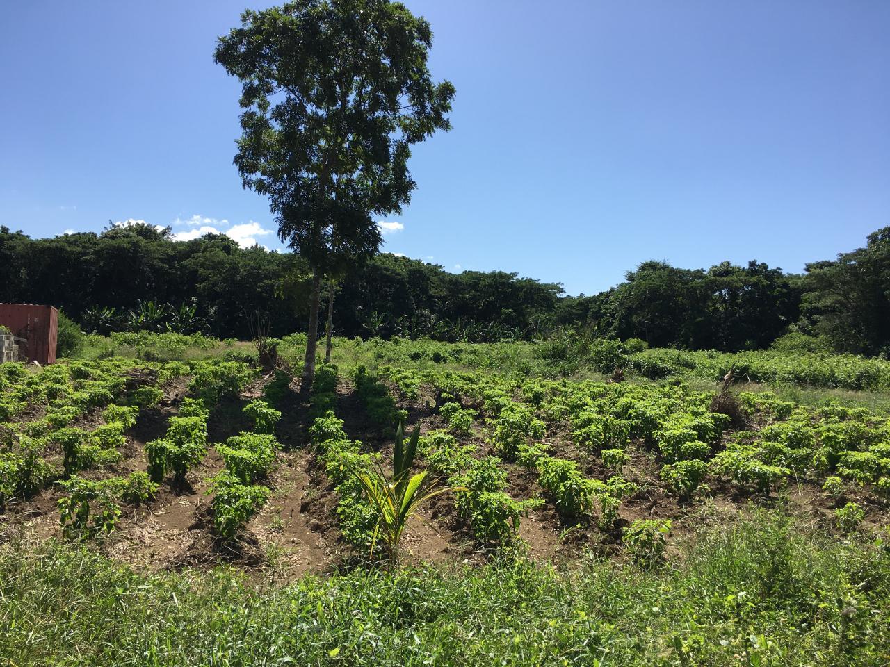 First image of Rhine, Bath in Bath, St. Thomas, Jamaica - property is For Sale