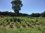 First image of Rhine, Bath in Bath, St. Thomas, Jamaica - property is For Sale