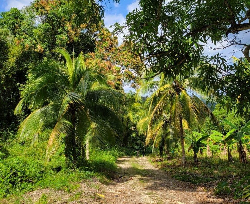 Third image of Lot-14 Brimmer Hall, Port Maria, in Brimmer Hall, St. Mary, Jamaica - property is For Sale