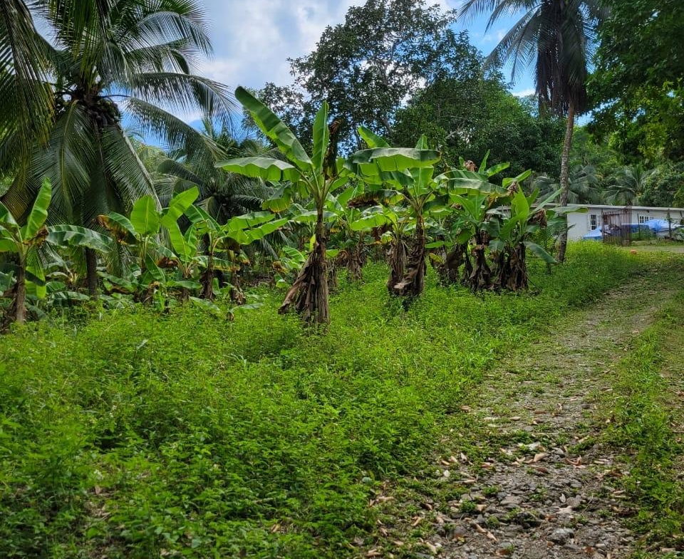 Fourth image of Lot-14 Brimmer Hall, Port Maria, in Brimmer Hall, St. Mary, Jamaica - property is For Sale