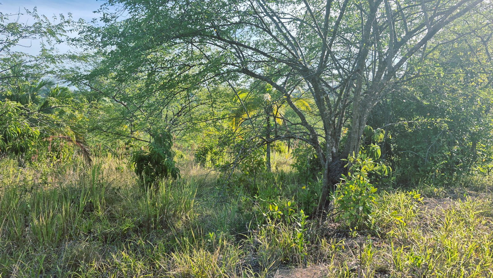Third image of Lot 12 Friendship in Friendship, St. Mary, Jamaica - property is For Sale