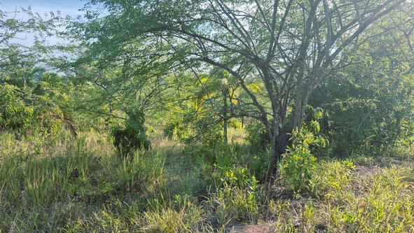 Third image of Lot 12 Friendship in Friendship, St. Mary, Jamaica - property is For Sale