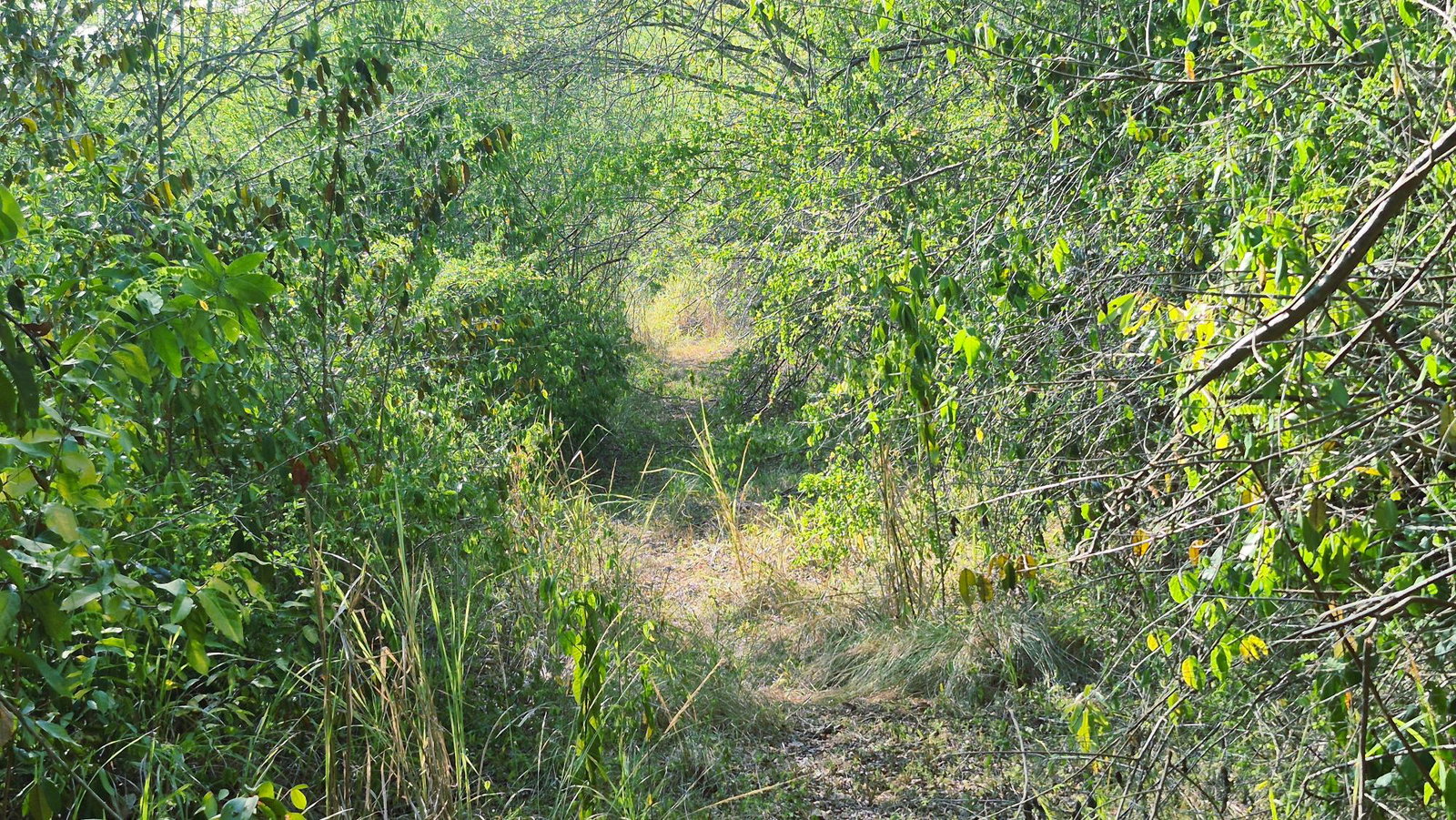 Fourth image of Lot 12 Friendship in Friendship, St. Mary, Jamaica - property is For Sale