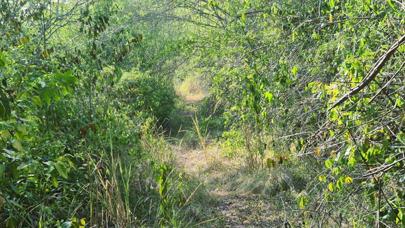 Fourth image of Lot 12 Friendship in Friendship, St. Mary, Jamaica - property is For Sale