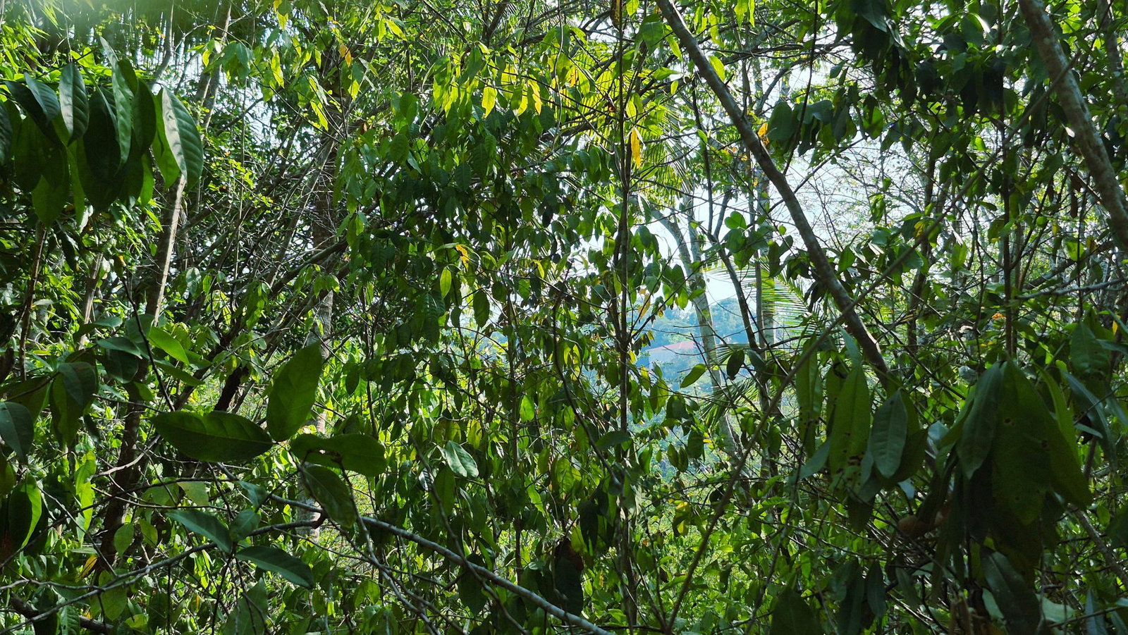 Fifth image of Lot 12 Friendship in Friendship, St. Mary, Jamaica - property is For Sale