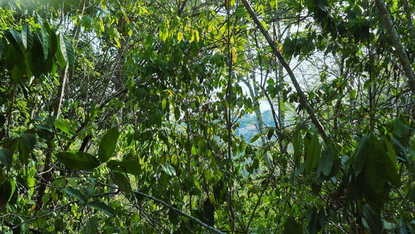 Fifth image of Lot 12 Friendship in Friendship, St. Mary, Jamaica - property is For Sale