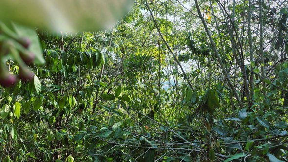 Sixth image of Lot 12 Friendship in Friendship, St. Mary, Jamaica - property is For Sale