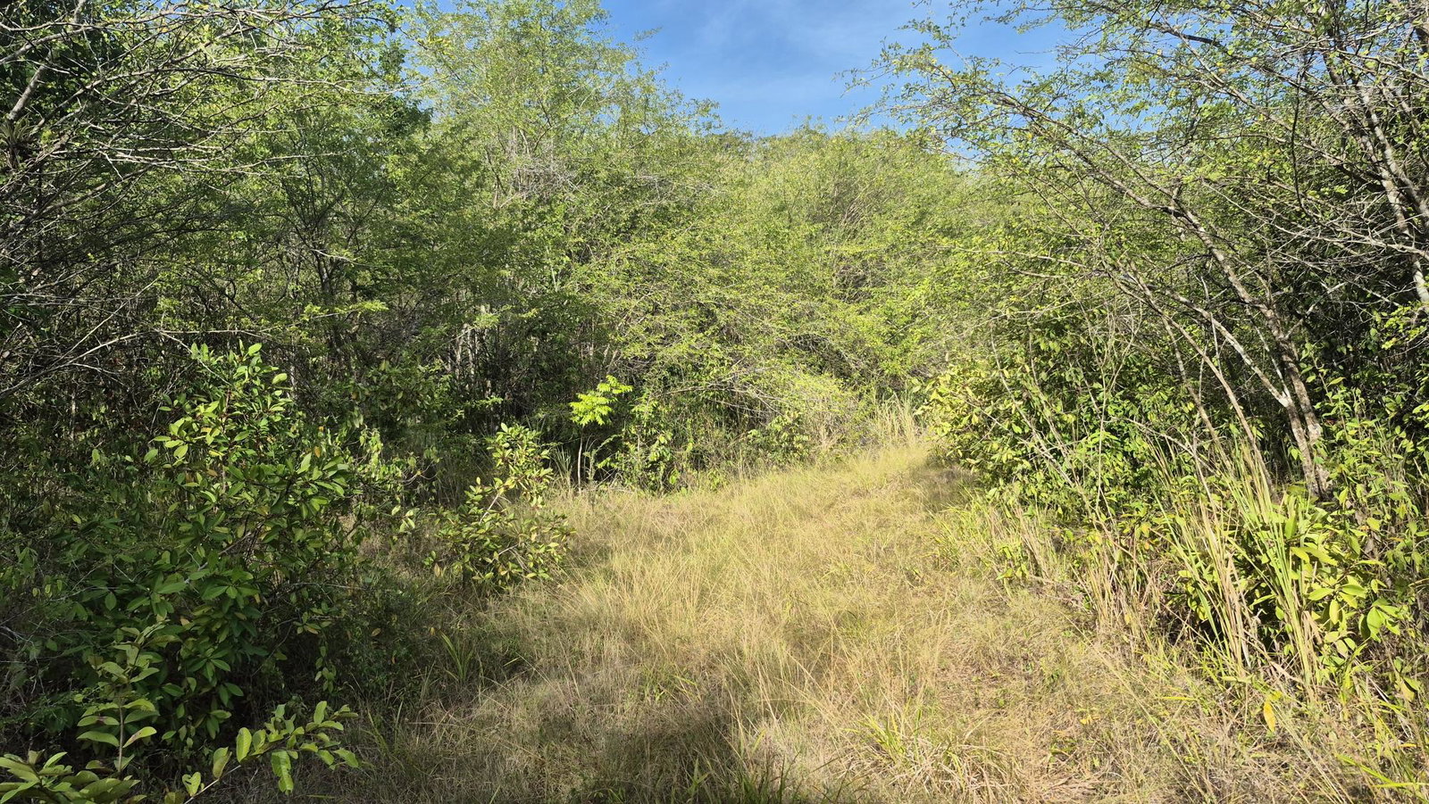 Seventh image of Lot 12 Friendship in Friendship, St. Mary, Jamaica - property is For Sale