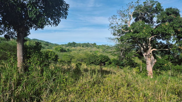 Ninth image of Lot 12 Friendship in Friendship, St. Mary, Jamaica - property is For Sale