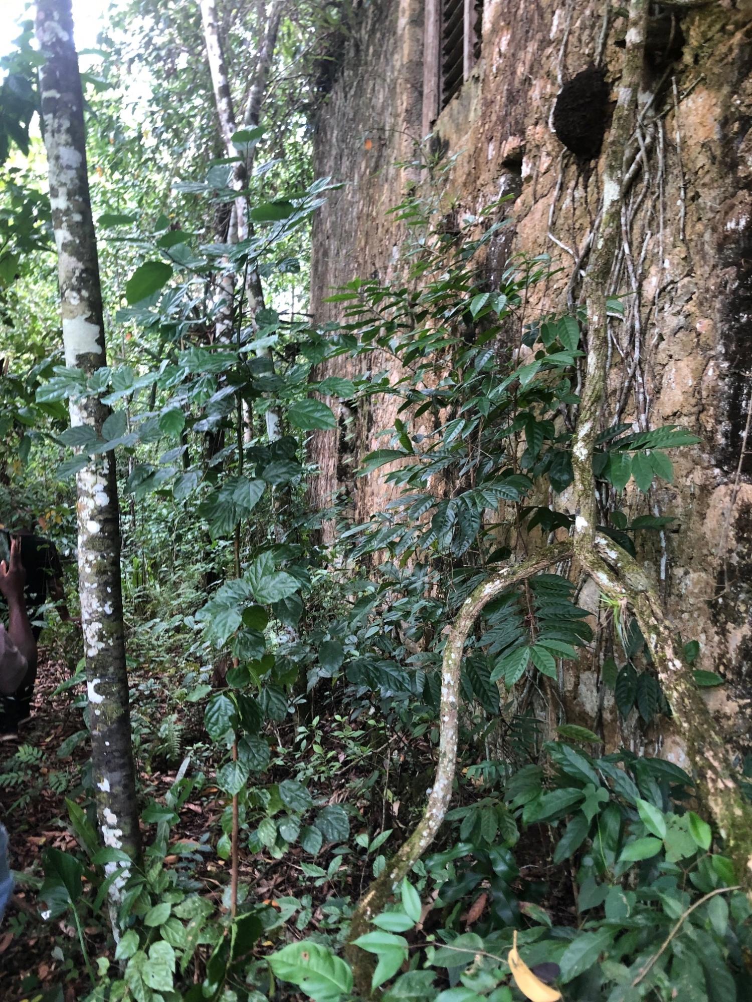 Sixteenth image of Elgin Ulster Spring Trela in Ulster Spring, Trelawny, Jamaica - property is For Sale