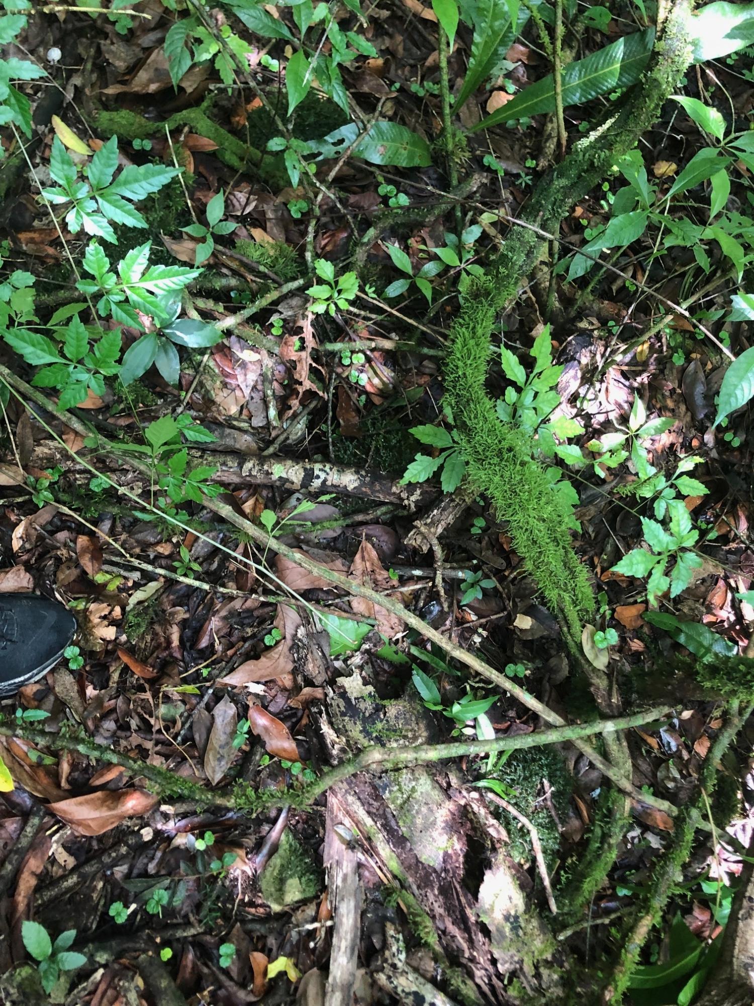 Seventeenth image of Elgin Ulster Spring Trela in Ulster Spring, Trelawny, Jamaica - property is For Sale
