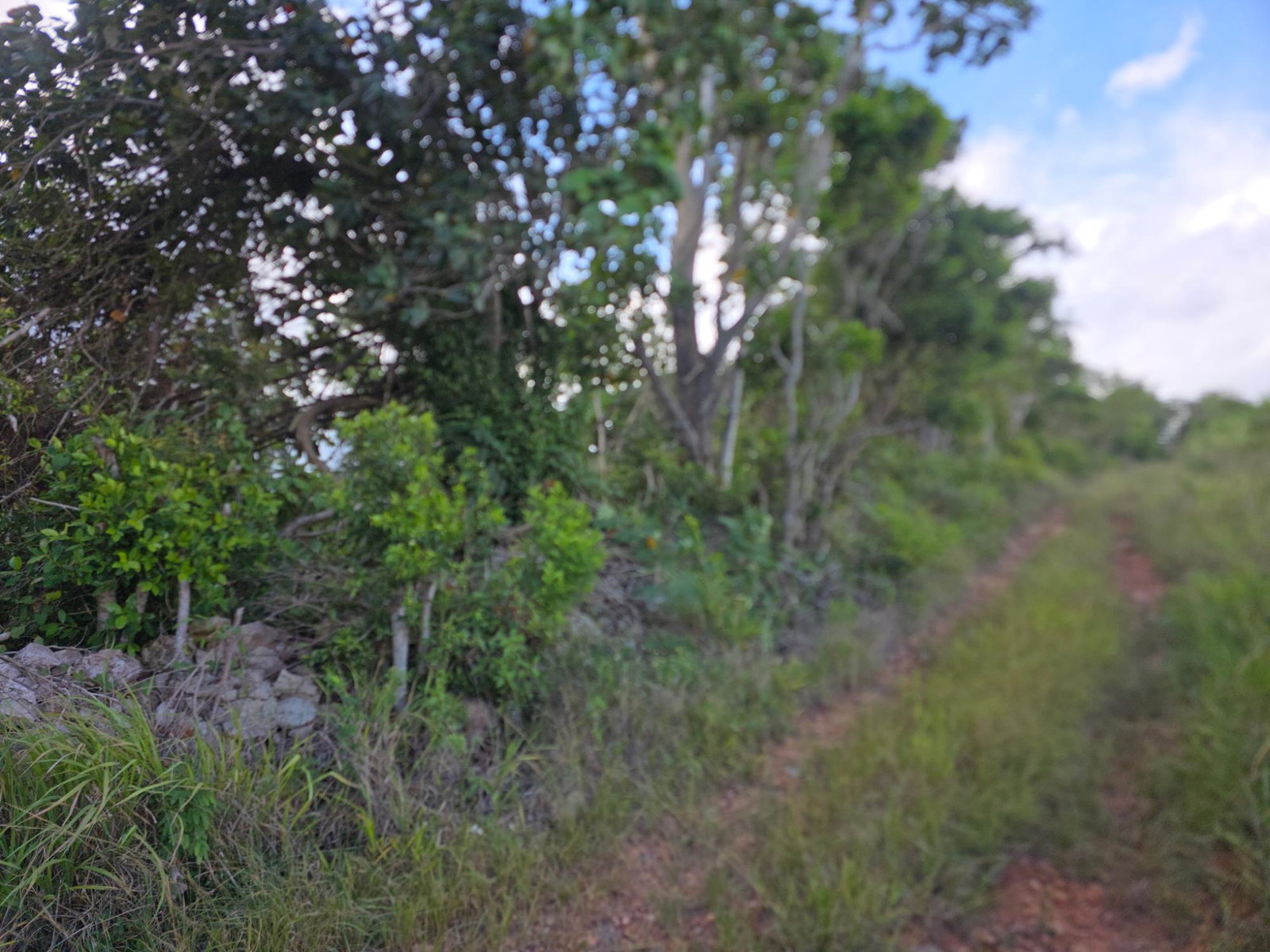 Fourth image of Pimento Drive in Spur Tree, Manchester, Jamaica - property is For Sale