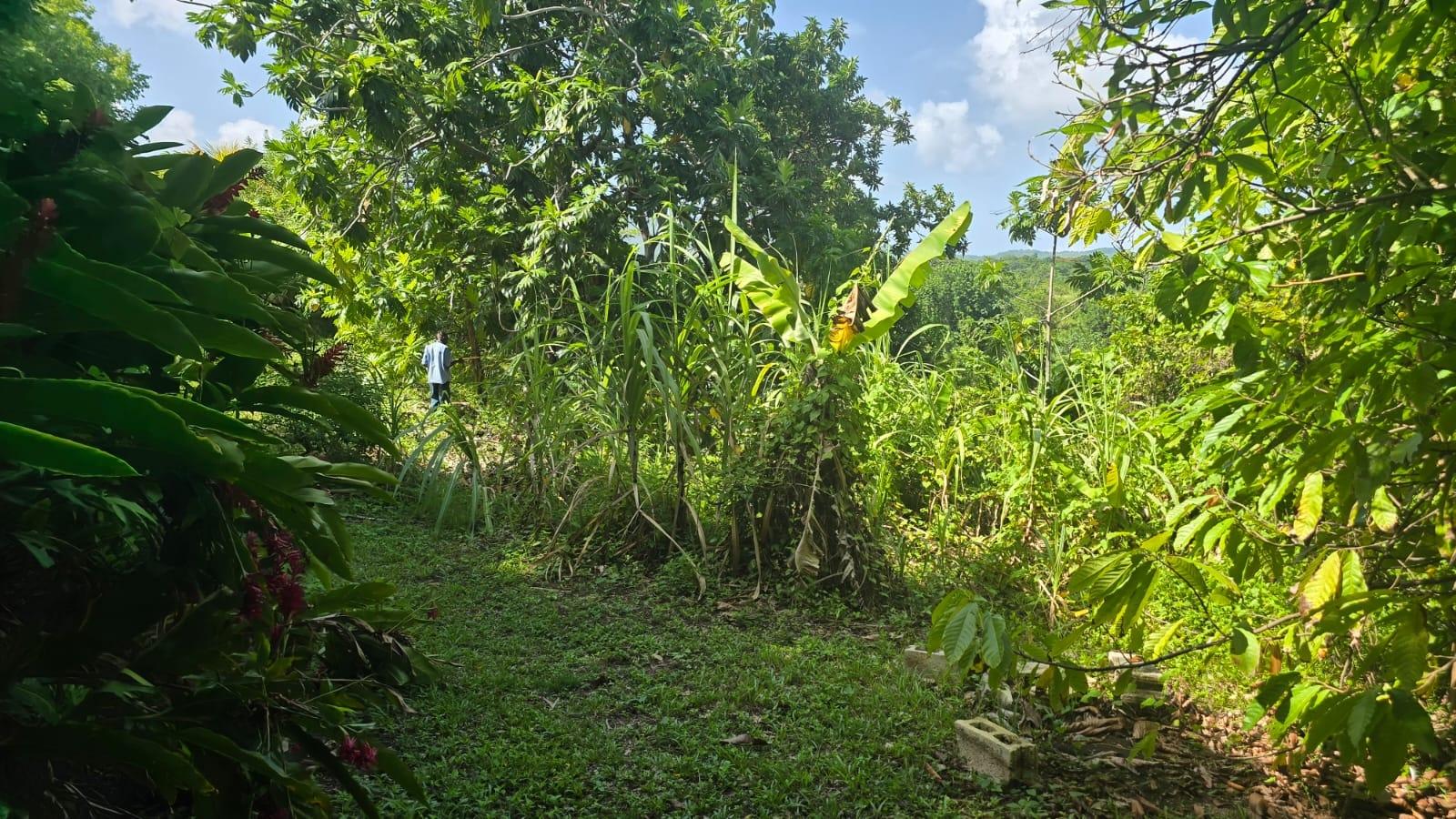 Twenty-Sixth image of Pleasant Hill in Pleasant Hill, St. Thomas, Jamaica - property is For Sale