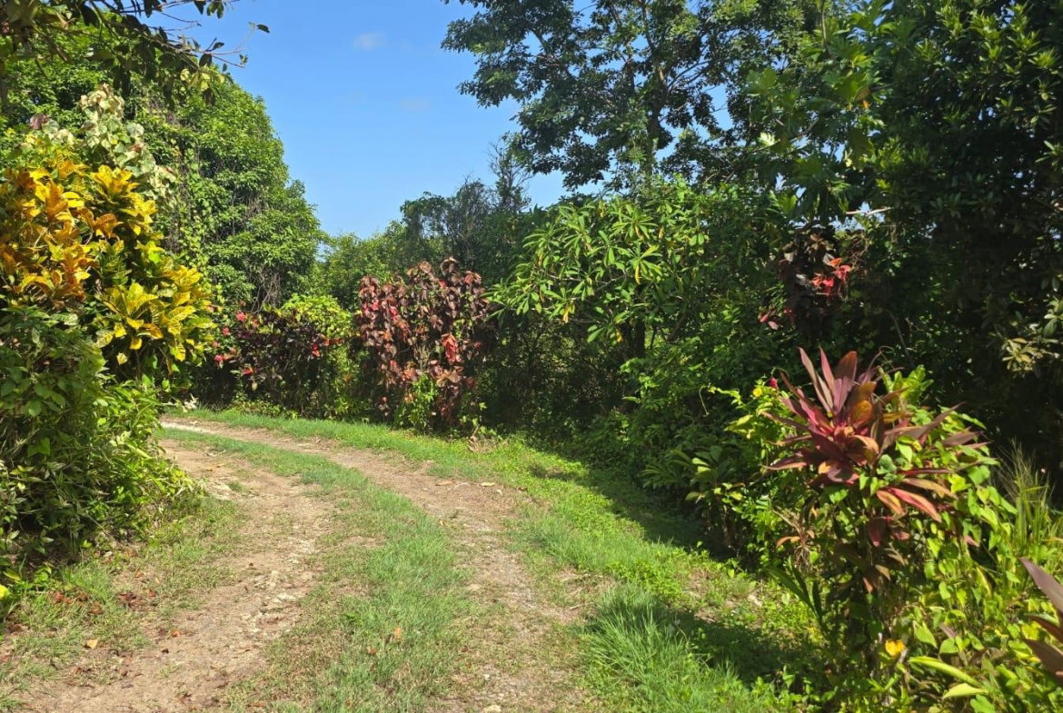 Sixth image of Pleasant Hill in Pleasant Hill, St. Thomas, Jamaica - property is For Sale