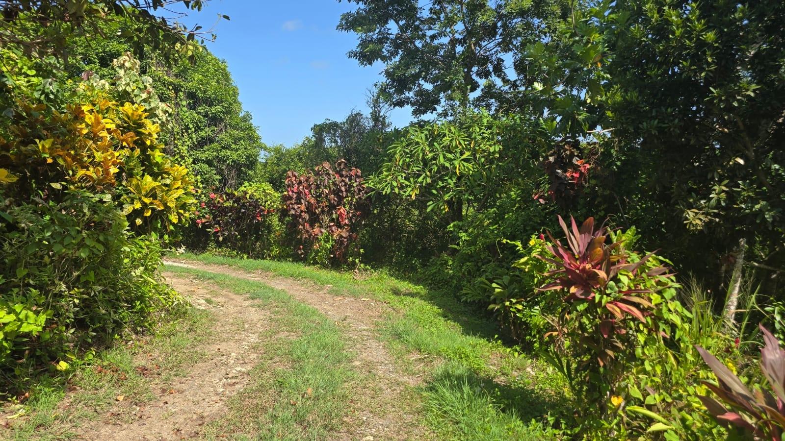 Sixth image of Pleasant Hill in Pleasant Hill, St. Thomas, Jamaica - property is For Sale