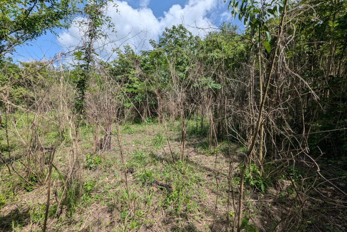 Eleventh image of 15 Blue Mtn. Danvers Pen in Danvers Pen, St. Thomas, Jamaica - property is For Sale
