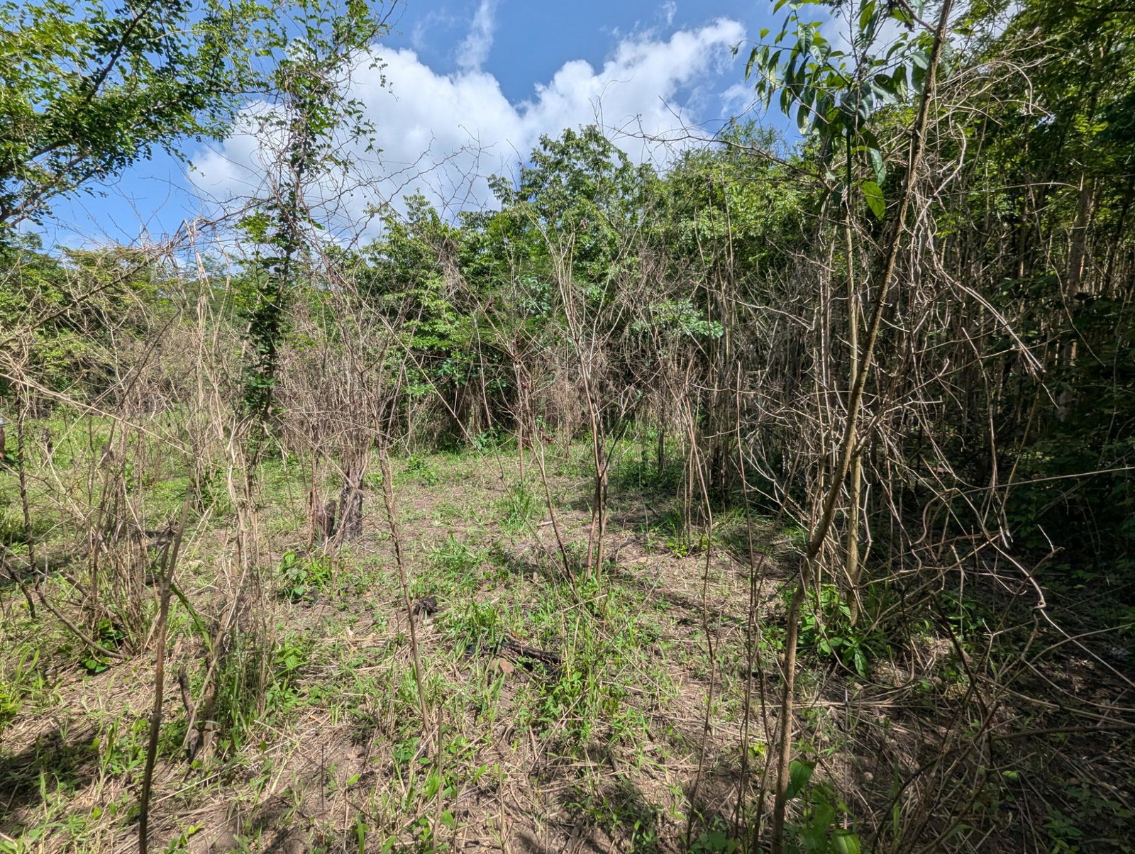 27.75-Acres-Development-Land-for-Sale-in-St.-Thomas-Jamaica-–-Ideal-Farming-Opportunity Eleventh image of 15 Blue Mtn. Danvers Pen in Danvers Pen, St. Thomas, Jamaica - property is For Sale