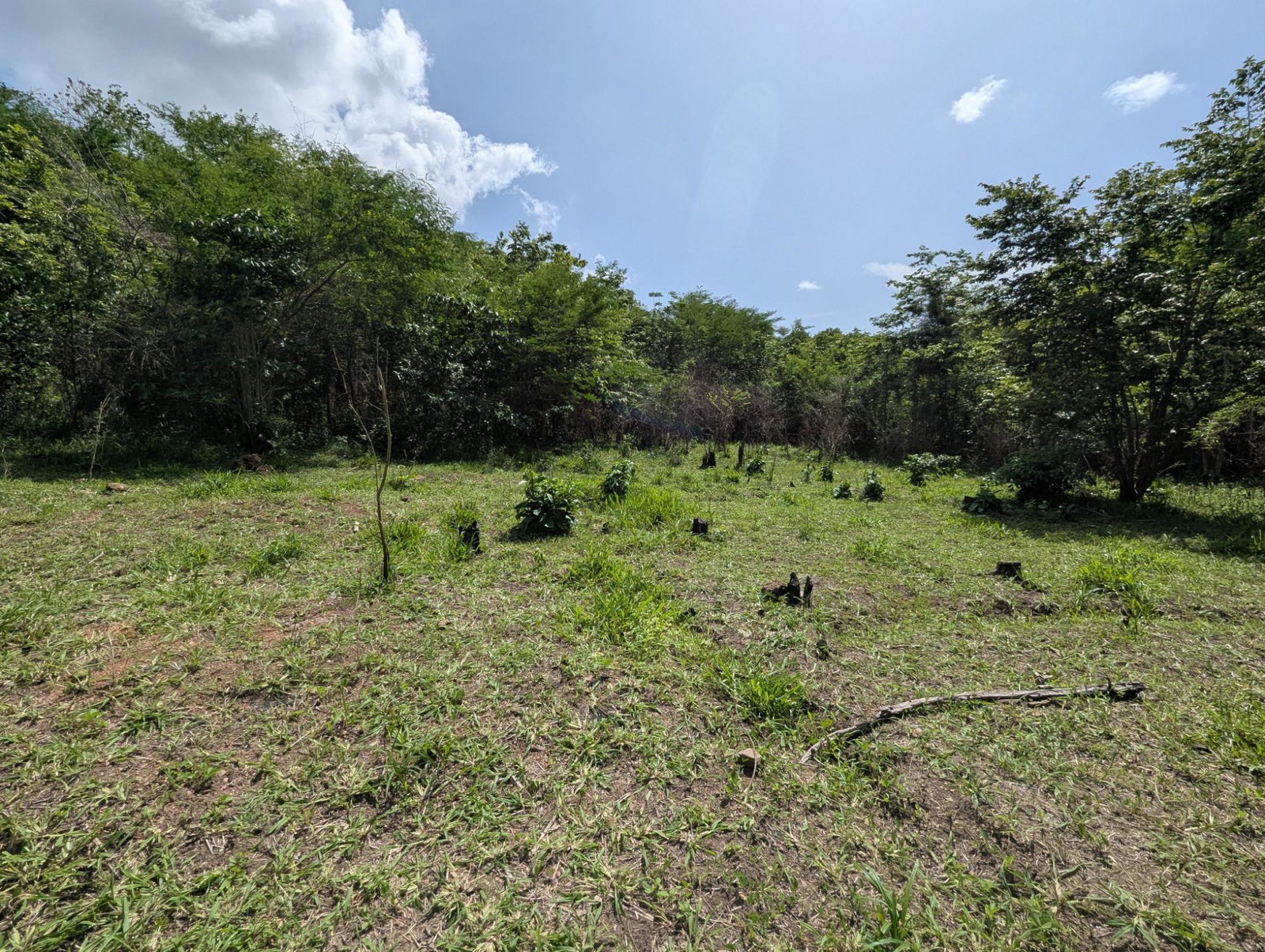27.75-Acres-Development-Land-for-Sale-in-St.-Thomas-Jamaica-–-Ideal-Farming-Opportunity Twelfth image of 15 Blue Mtn. Danvers Pen in Danvers Pen, St. Thomas, Jamaica - property is For Sale