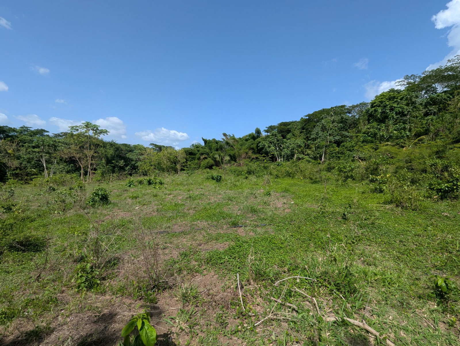 27.75-Acres-Development-Land-for-Sale-in-St.-Thomas-Jamaica-–-Ideal-Farming-Opportunity Thirteenth image of 15 Blue Mtn. Danvers Pen in Danvers Pen, St. Thomas, Jamaica - property is For Sale