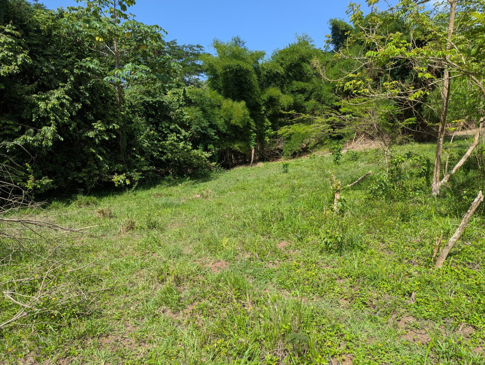 27.75-Acres-Development-Land-for-Sale-in-St.-Thomas-Jamaica-–-Ideal-Farming-Opportunity Fourteenth image of 15 Blue Mtn. Danvers Pen in Danvers Pen, St. Thomas, Jamaica - property is For Sale