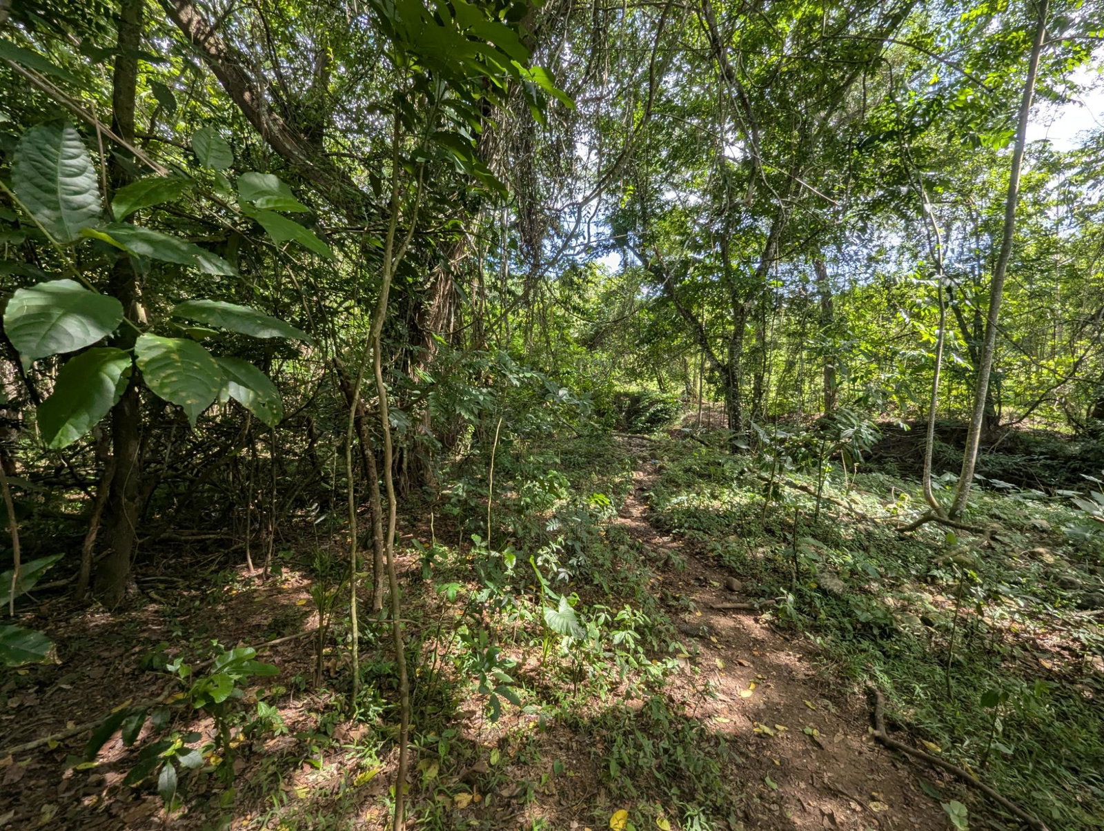 27.75-Acres-Development-Land-for-Sale-in-St.-Thomas-Jamaica-–-Ideal-Farming-Opportunity Fifteenth image of 15 Blue Mtn. Danvers Pen in Danvers Pen, St. Thomas, Jamaica - property is For Sale