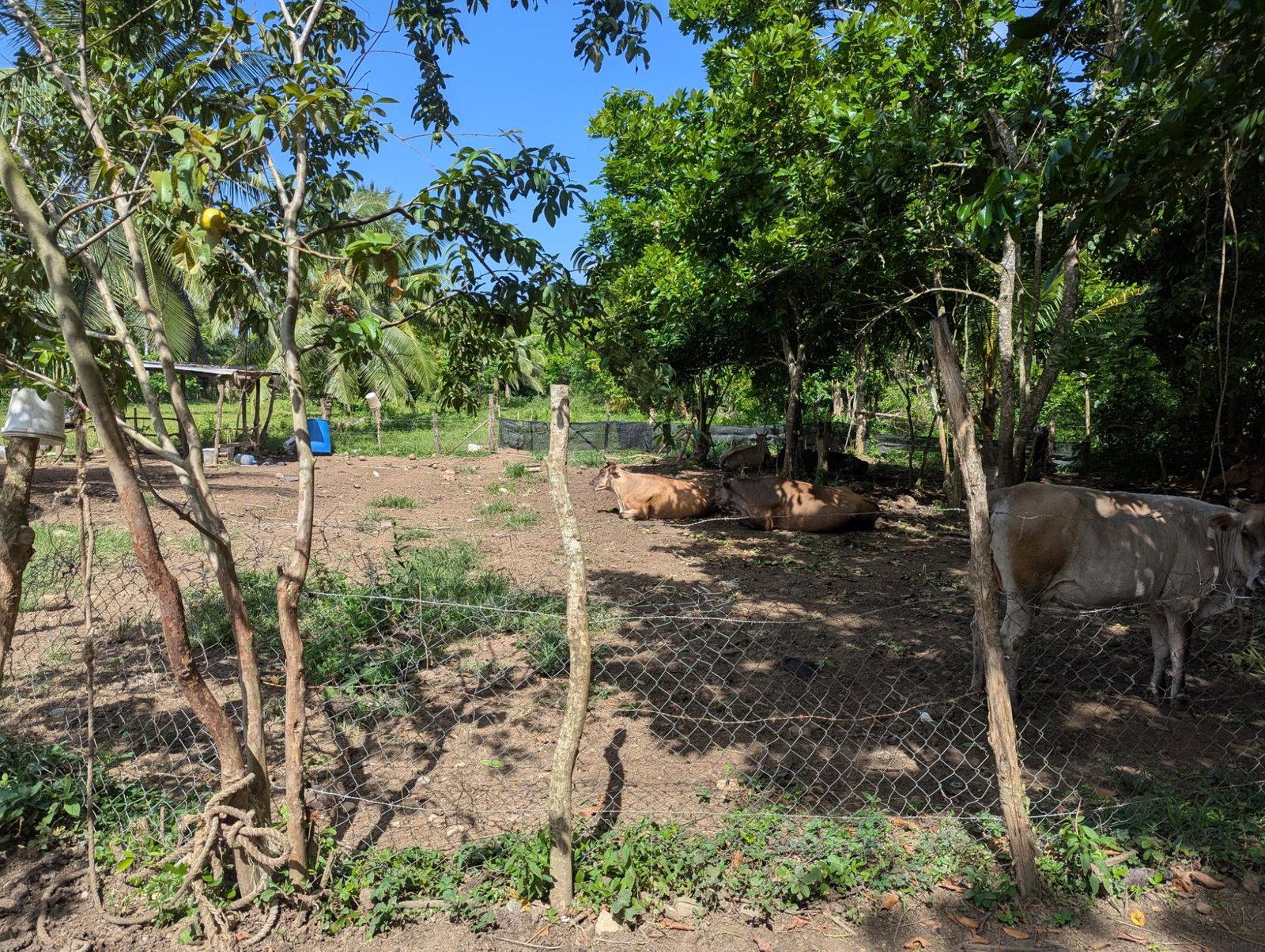 27.75-Acres-Development-Land-for-Sale-in-St.-Thomas-Jamaica-–-Ideal-Farming-Opportunity Sixteenth image of 15 Blue Mtn. Danvers Pen in Danvers Pen, St. Thomas, Jamaica - property is For Sale