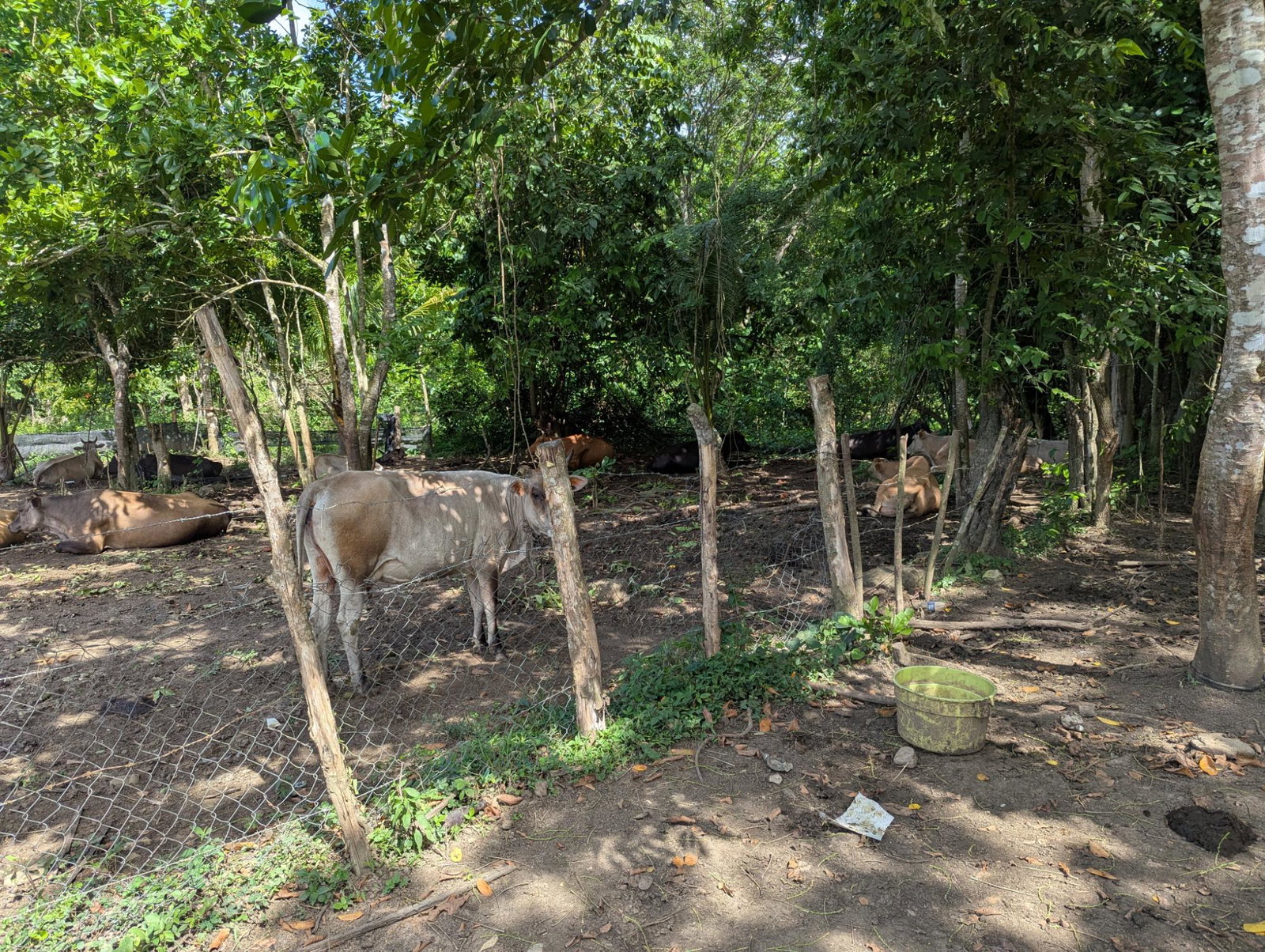 27.75-Acres-Development-Land-for-Sale-in-St.-Thomas-Jamaica-–-Ideal-Farming-Opportunity Eighteenth image of 15 Blue Mtn. Danvers Pen in Danvers Pen, St. Thomas, Jamaica - property is For Sale