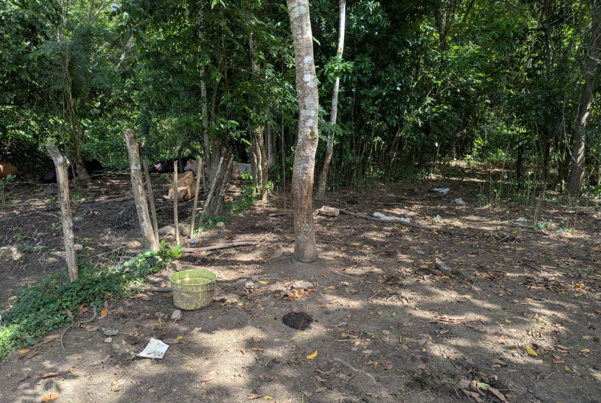 Nineteenth image of 15 Blue Mtn. Danvers Pen in Danvers Pen, St. Thomas, Jamaica - property is For Sale