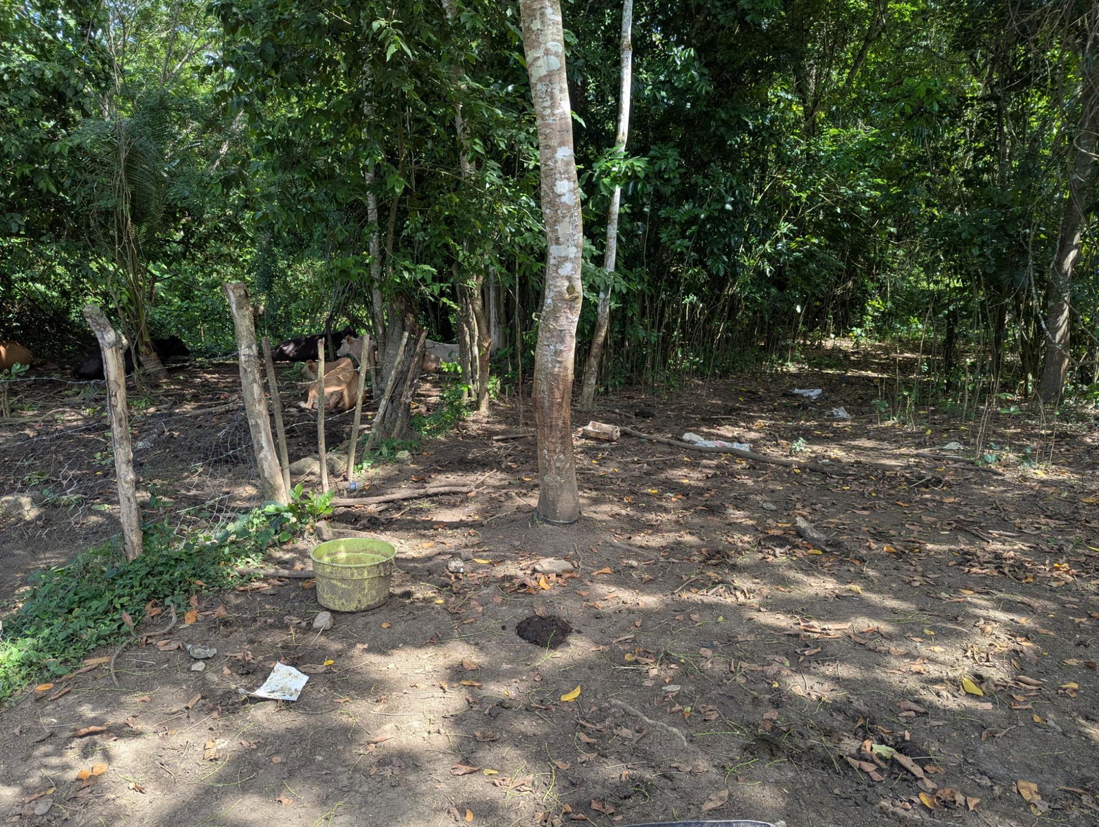 27.75-Acres-Development-Land-for-Sale-in-St.-Thomas-Jamaica-–-Ideal-Farming-Opportunity Nineteenth image of 15 Blue Mtn. Danvers Pen in Danvers Pen, St. Thomas, Jamaica - property is For Sale