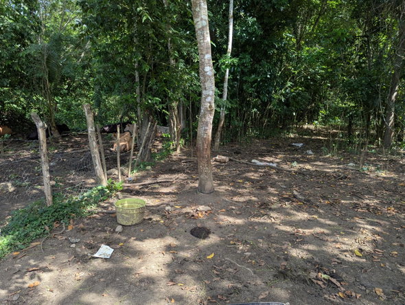 Nineteenth image of 15 Blue Mtn. Danvers Pen in Danvers Pen, St. Thomas, Jamaica - property is For Sale
