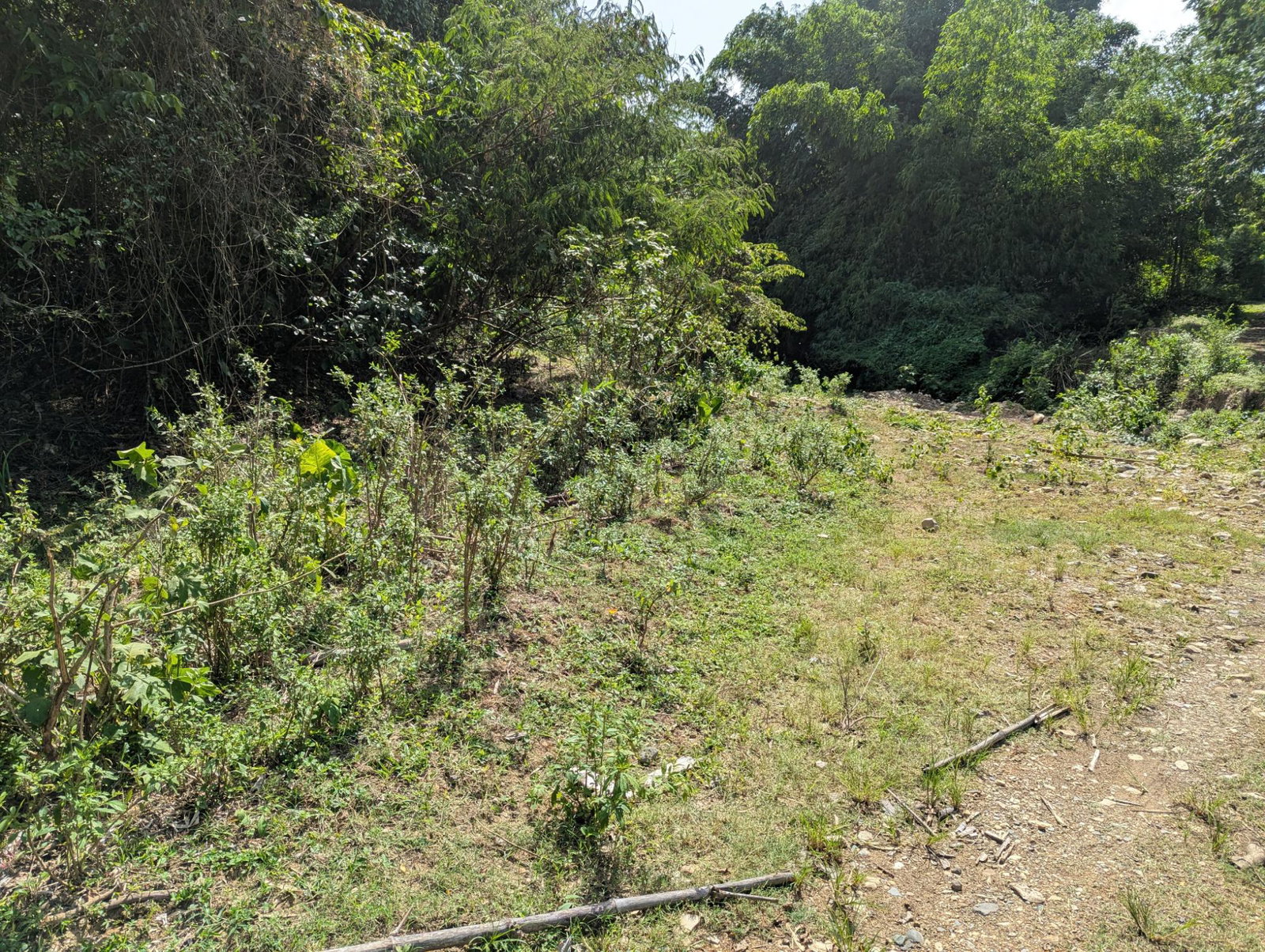 27.75-Acres-Development-Land-for-Sale-in-St.-Thomas-Jamaica-–-Ideal-Farming-Opportunity Twentieth image of 15 Blue Mtn. Danvers Pen in Danvers Pen, St. Thomas, Jamaica - property is For Sale