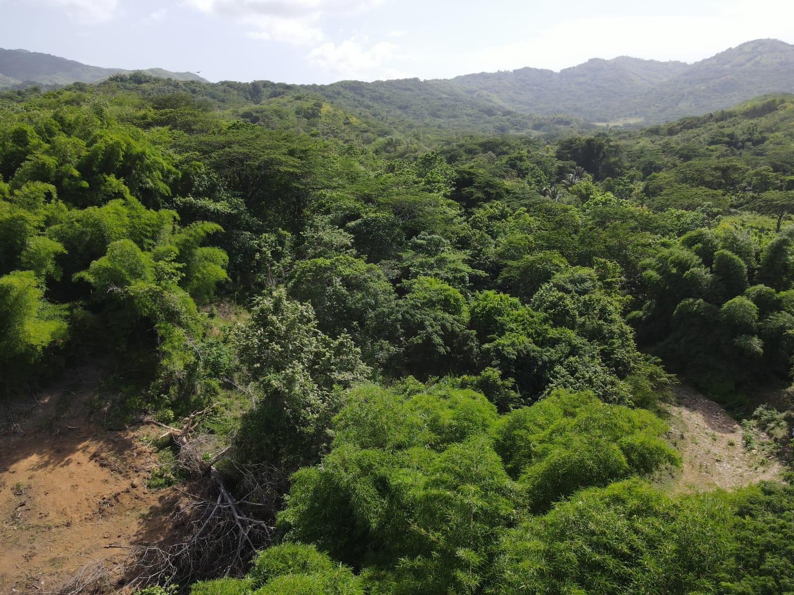 27.75-Acres-Development-Land-for-Sale-in-St.-Thomas-Jamaica-–-Ideal-Farming-Opportunity Twenty-Second image of 15 Blue Mtn. Danvers Pen in Danvers Pen, St. Thomas, Jamaica - property is For Sale