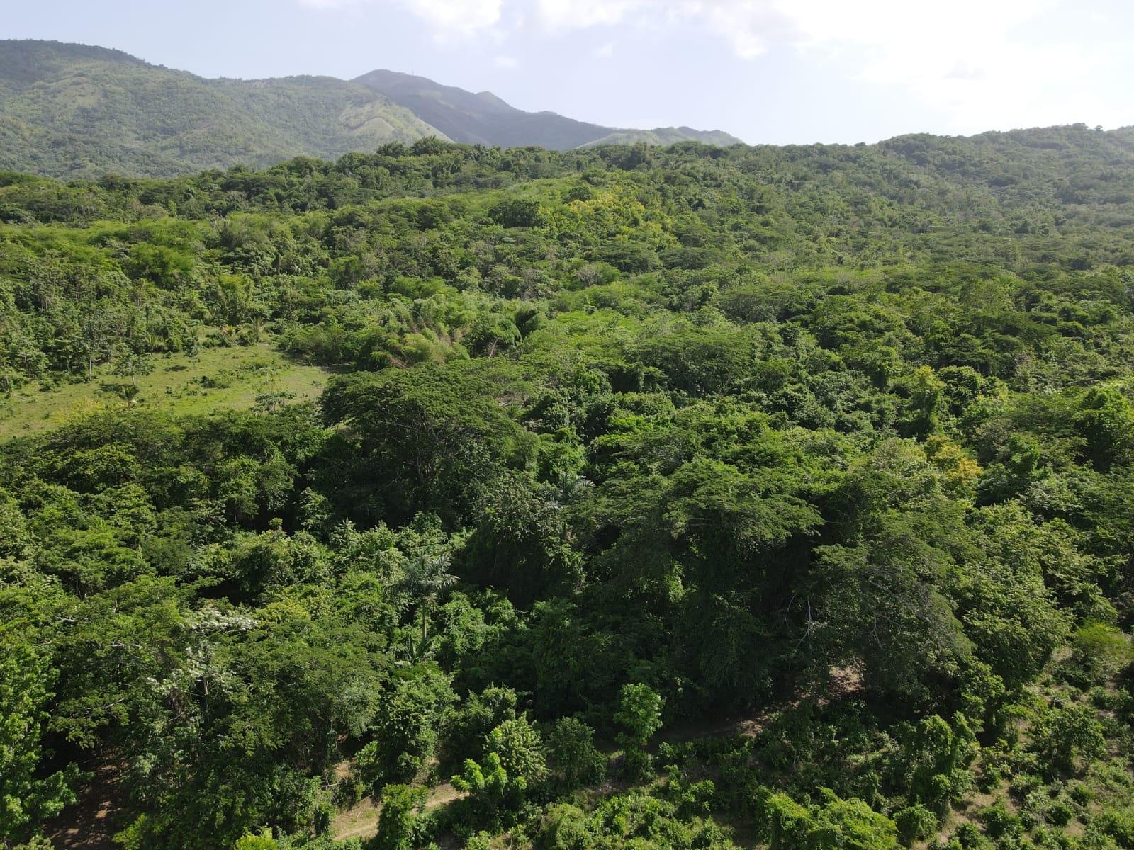 27.75-Acres-Development-Land-for-Sale-in-St.-Thomas-Jamaica-–-Ideal-Farming-Opportunity Twenty-Third image of 15 Blue Mtn. Danvers Pen in Danvers Pen, St. Thomas, Jamaica - property is For Sale