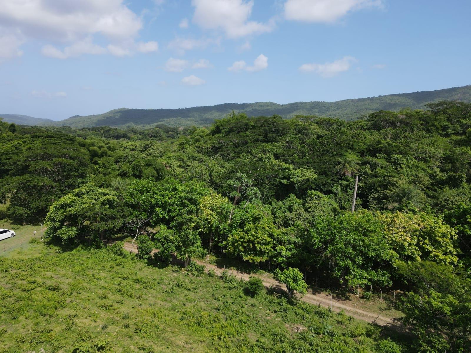 27.75-Acres-Development-Land-for-Sale-in-St.-Thomas-Jamaica-–-Ideal-Farming-Opportunity Twenty-Fifth image of 15 Blue Mtn. Danvers Pen in Danvers Pen, St. Thomas, Jamaica - property is For Sale