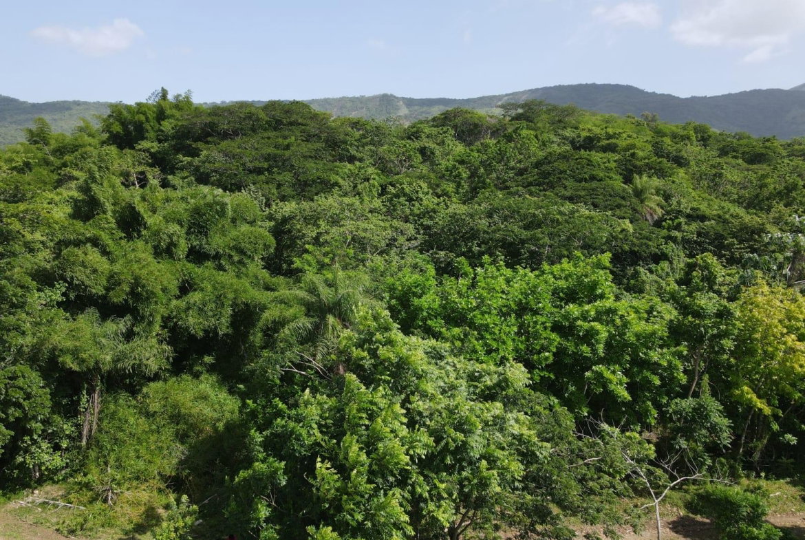 Twenty-Sixth image of 15 Blue Mtn. Danvers Pen in Danvers Pen, St. Thomas, Jamaica - property is For Sale