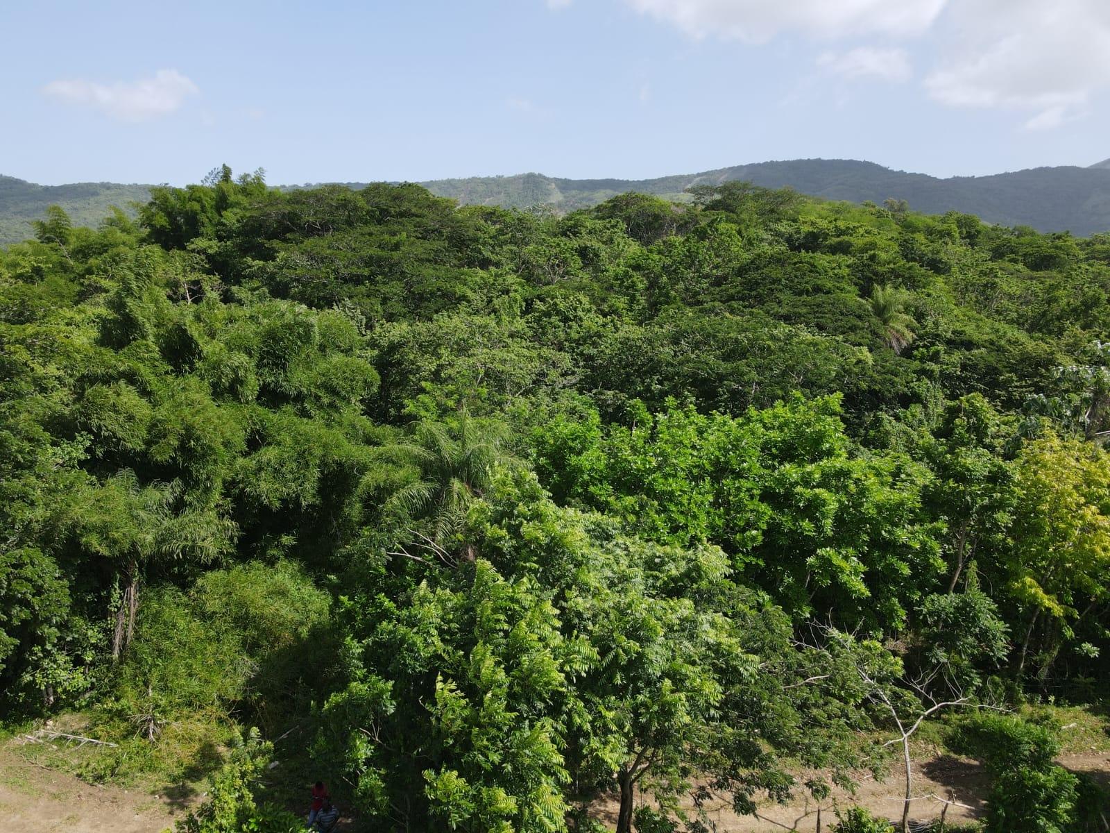27.75-Acres-Development-Land-for-Sale-in-St.-Thomas-Jamaica-–-Ideal-Farming-Opportunity Twenty-Sixth image of 15 Blue Mtn. Danvers Pen in Danvers Pen, St. Thomas, Jamaica - property is For Sale