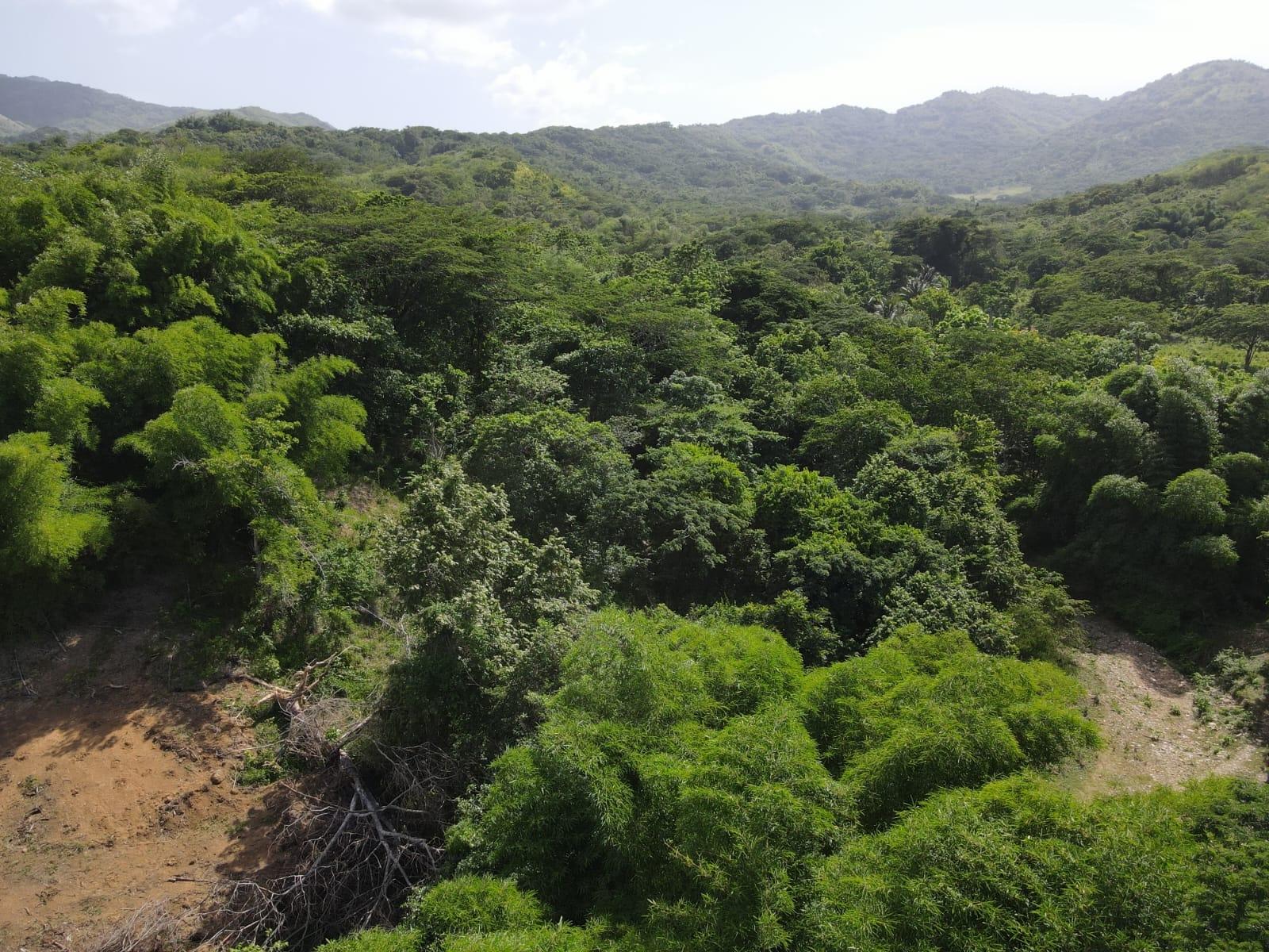 27.75-Acres-Development-Land-for-Sale-in-St.-Thomas-Jamaica-–-Ideal-Farming-Opportunity Twenty-Seventh image of 15 Blue Mtn. Danvers Pen in Danvers Pen, St. Thomas, Jamaica - property is For Sale