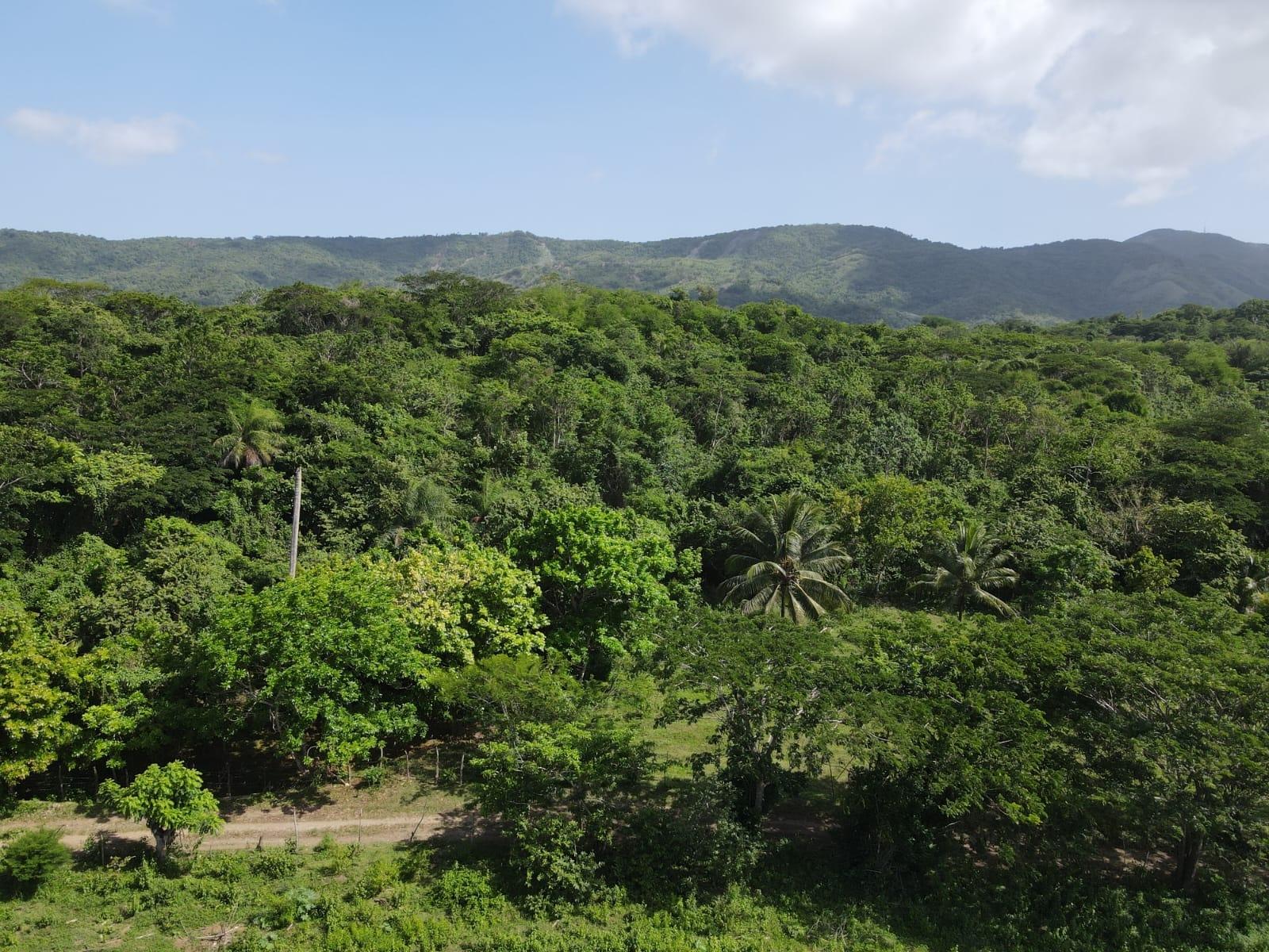 27.75-Acres-Development-Land-for-Sale-in-St.-Thomas-Jamaica-–-Ideal-Farming-Opportunity Thirtieth image of 15 Blue Mtn. Danvers Pen in Danvers Pen, St. Thomas, Jamaica - property is For Sale