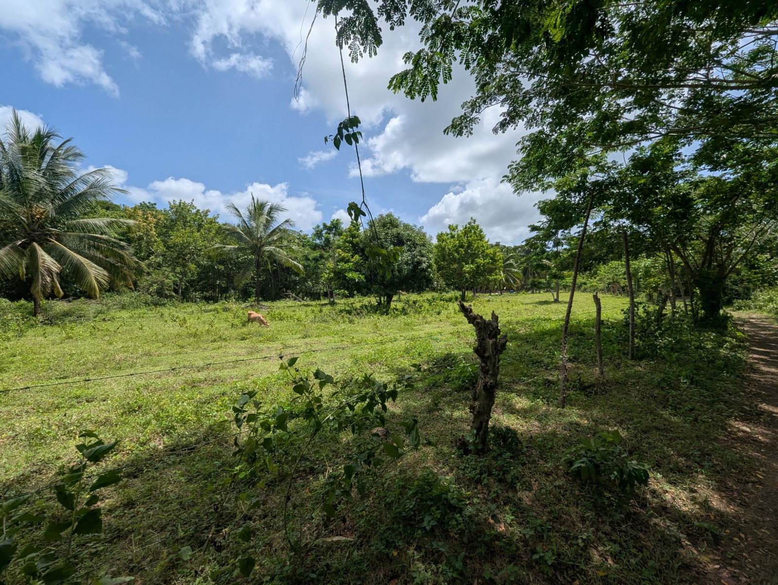 Fifth image of 15 Blue Mtn. Danvers Pen in Danvers Pen, St. Thomas, Jamaica - property is For Sale