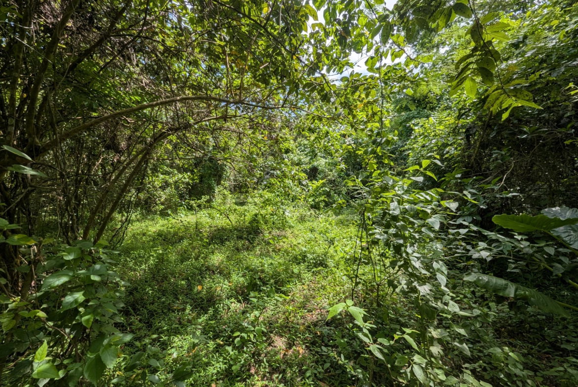 Ninth image of 15 Blue Mtn. Danvers Pen in Danvers Pen, St. Thomas, Jamaica - property is For Sale