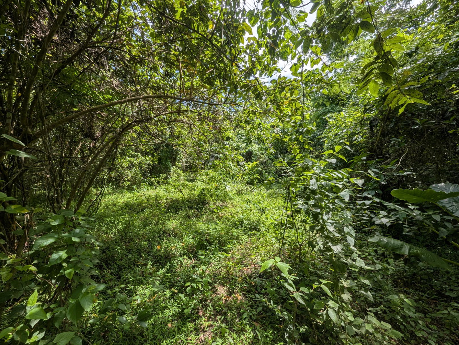 Ninth image of 15 Blue Mtn. Danvers Pen in Danvers Pen, St. Thomas, Jamaica - property is For Sale