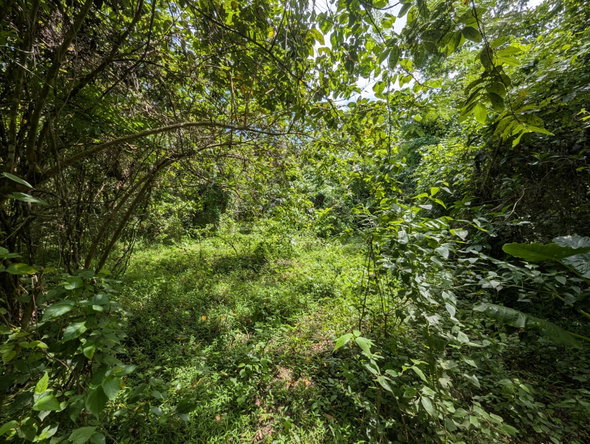 Ninth image of 15 Blue Mtn. Danvers Pen in Danvers Pen, St. Thomas, Jamaica - property is For Sale