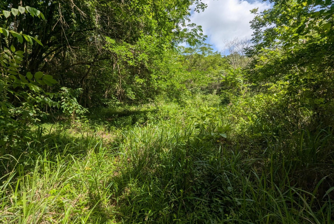 Tenth image of 15 Blue Mtn. Danvers Pen in Danvers Pen, St. Thomas, Jamaica - property is For Sale