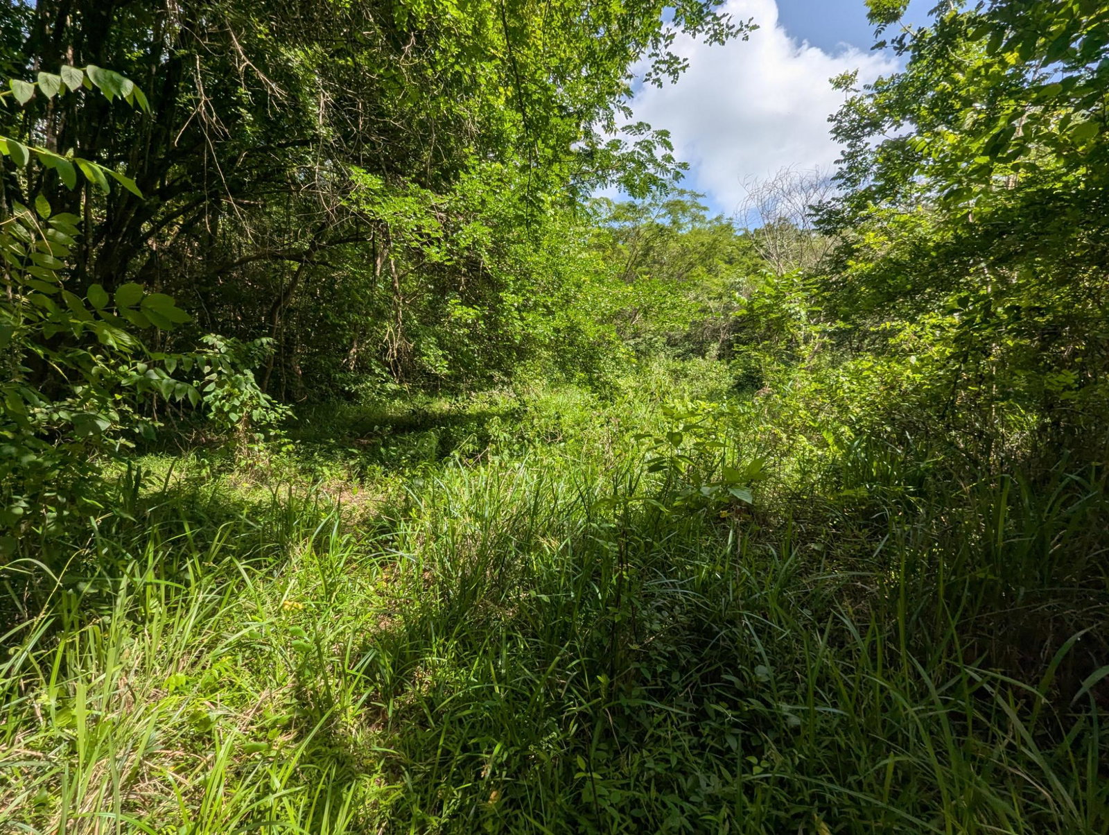 27.75-Acres-Development-Land-for-Sale-in-St.-Thomas-Jamaica-–-Ideal-Farming-Opportunity Tenth image of 15 Blue Mtn. Danvers Pen in Danvers Pen, St. Thomas, Jamaica - property is For Sale